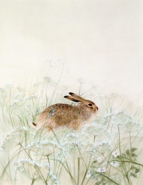 Kaninchen