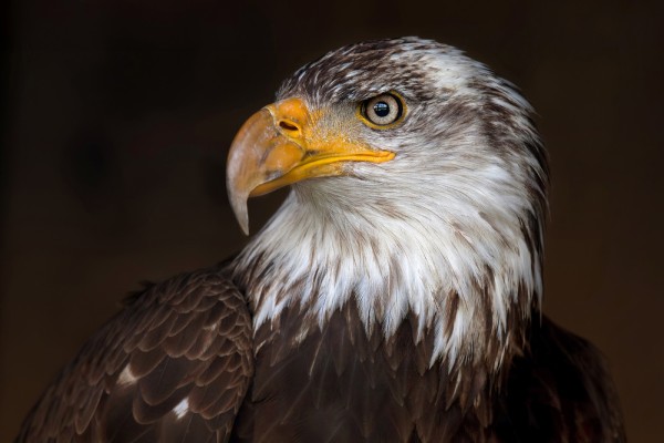 Eingesperrt - Weißkopfseeadler