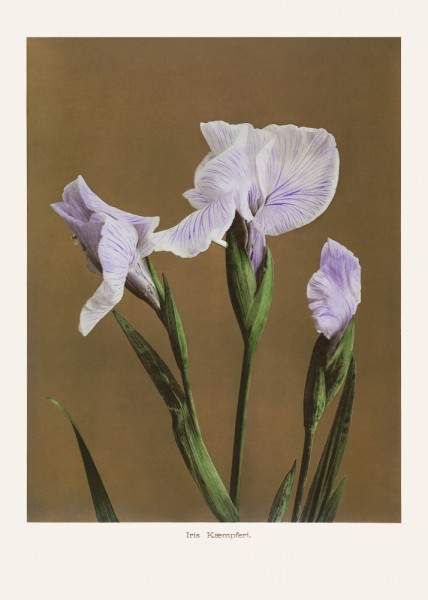 Iris Kæmpferi Nr. 2