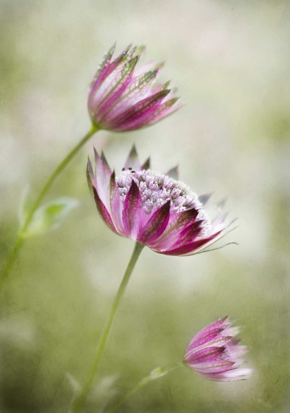 Astrantia