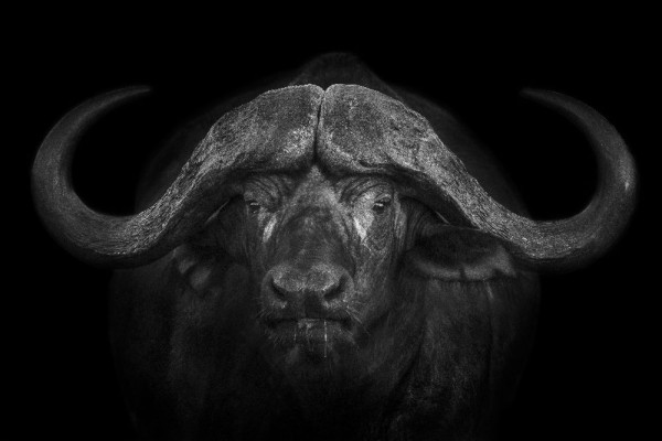 Big Horns