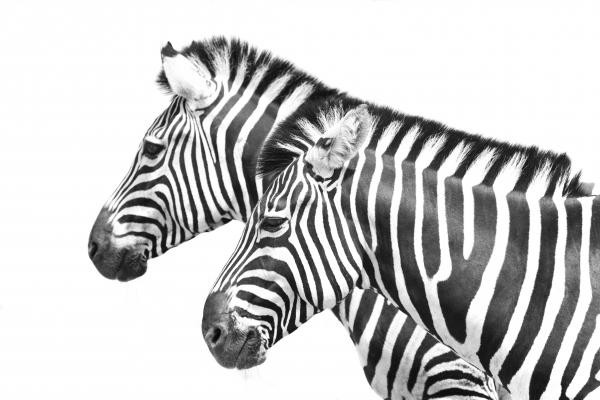 Zebrastreifen