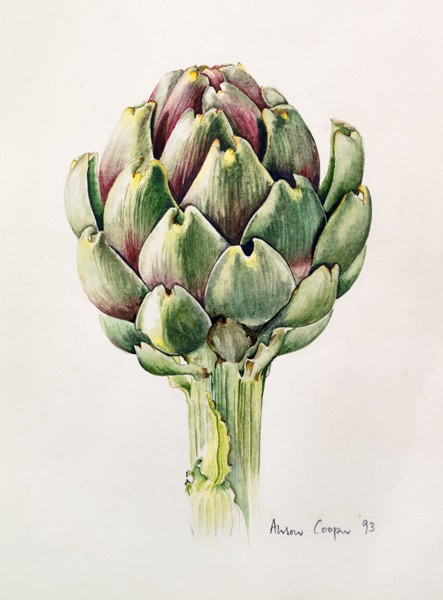 Artischockenstudie, 1993 (Aquarell)