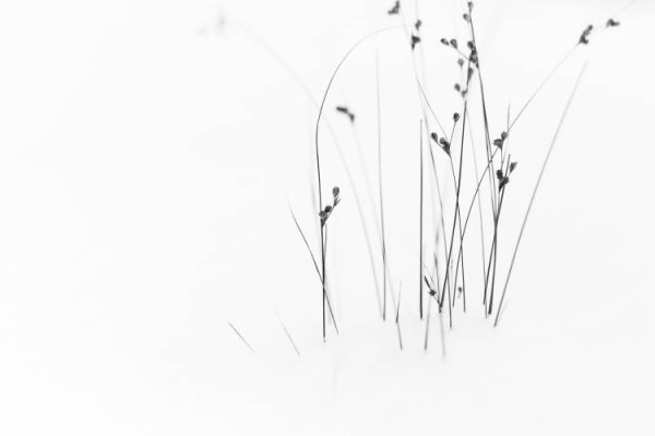 Black on White