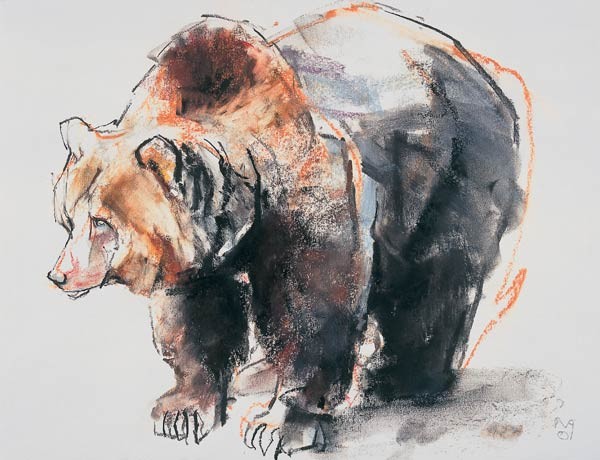Europäischer Braunbär