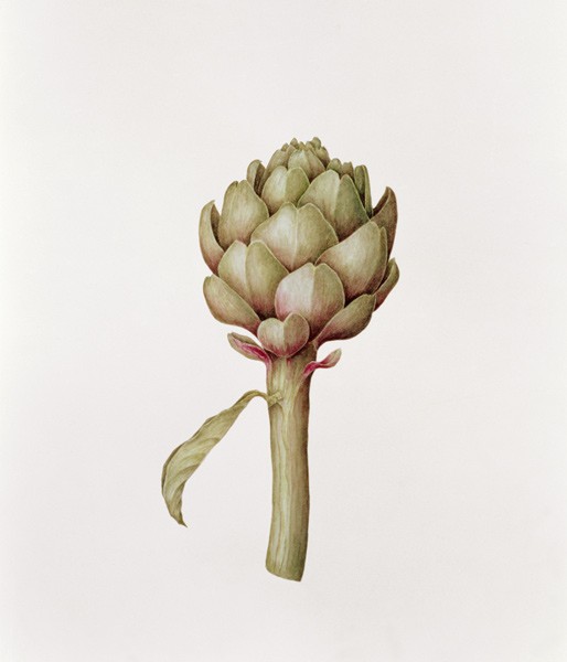 Artischocke, 1999 (pencil on paper)