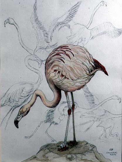 Flamingo (Bleistift und Aquarell auf Papier)