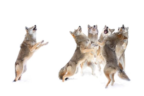 The Choir - Coyotes