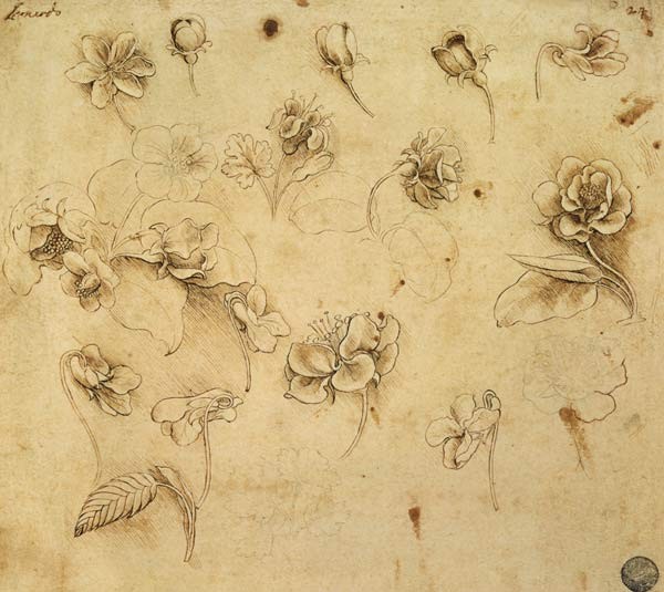 Studie über Blumen