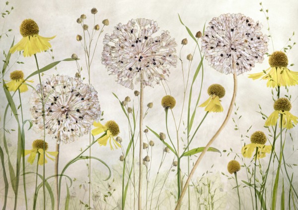 Allium und Helenium