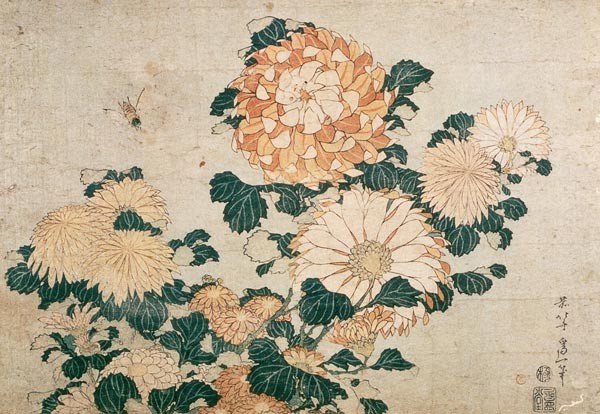 Chrysanthemen