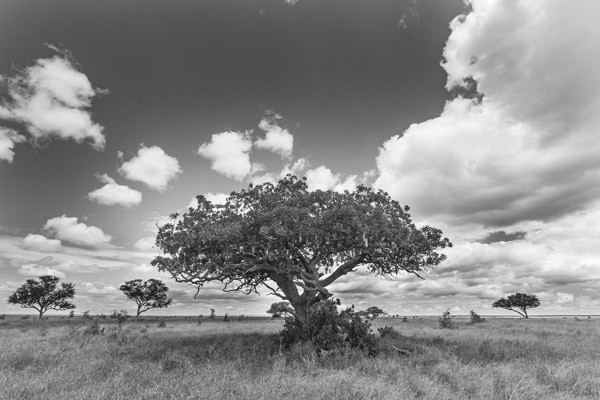 Baum (2)