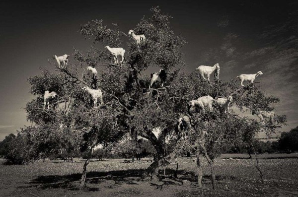 Argan liebende Ziegen