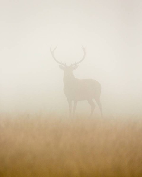 Ghost Stag