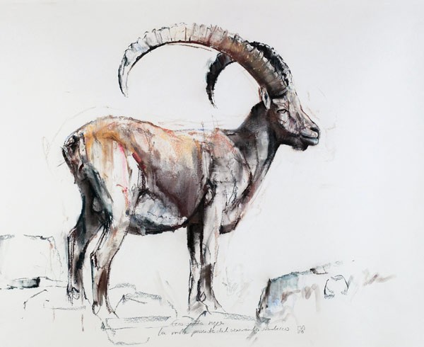 Verehrter Steinbock