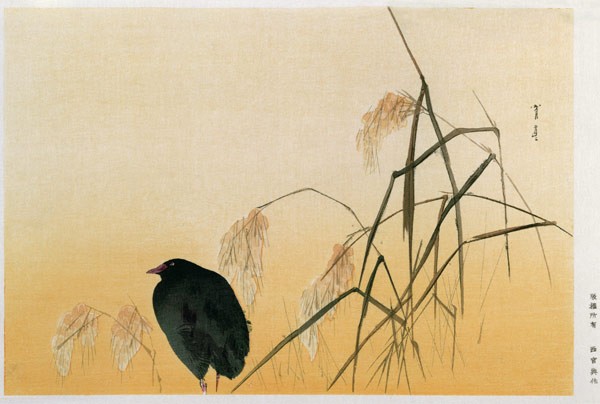 Amsel, Edo-Periode (Seidenrolle)