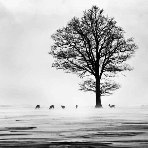 Rehe