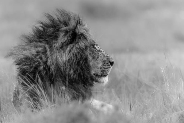 Der König ist allein.