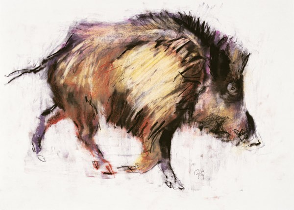 Wildschwein im Trab