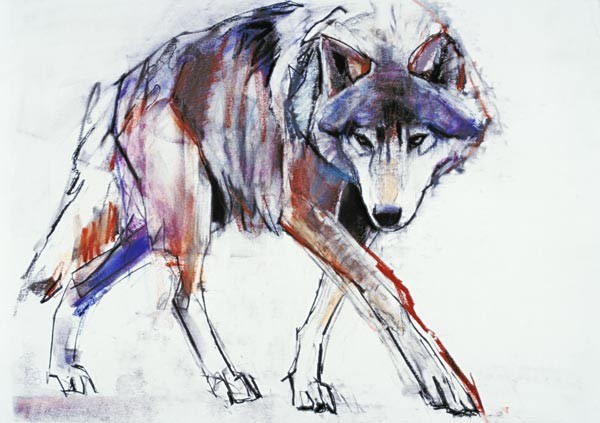 Wolf