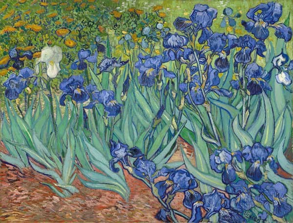 Iris (Schwertlilien)