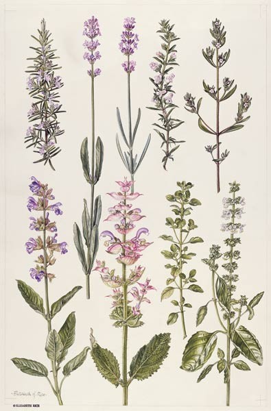 Rosmarin und andere Kräuter (Aquarell)