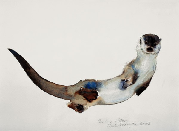 Neugieriger Otter