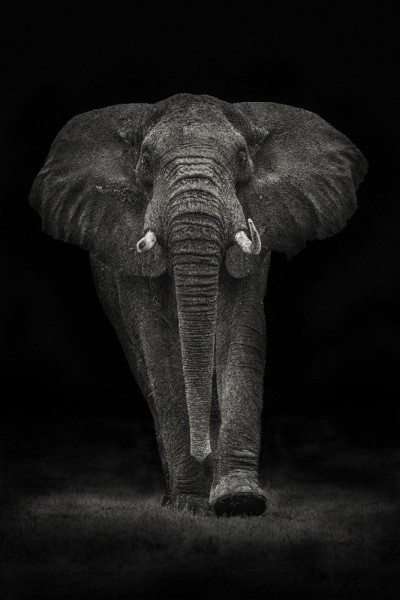 Ngorongoro-Bulle